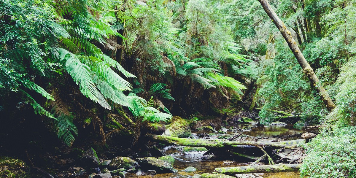 Ruisseau qui coule au milieu de la forêt